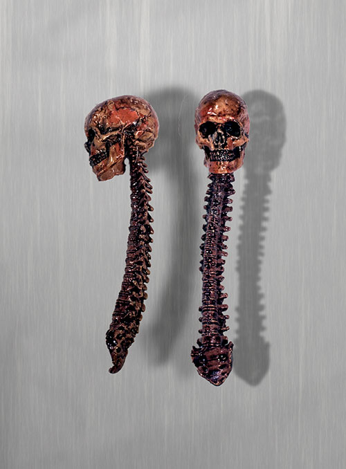 human skull and spine