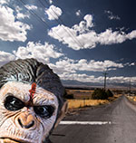 Ape on the road